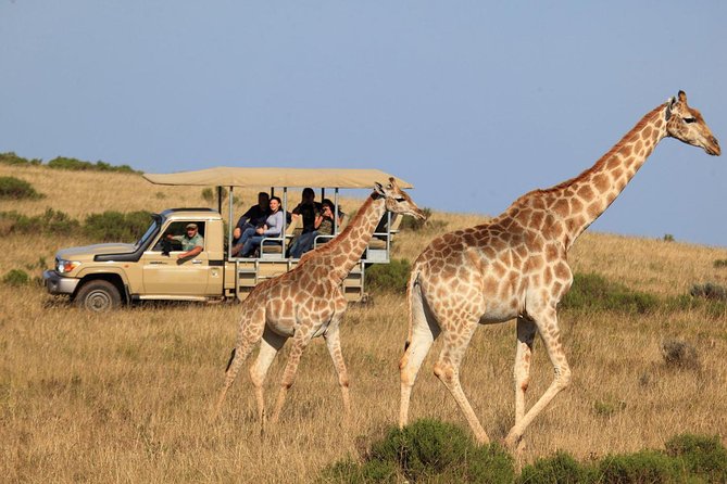 A baby giraffe standing next to a jeep on a safari adventure. by Chasing the Sun Vacations