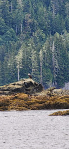 A bald eagle perched on a rock near a body of water. by Chasing the Sun Vacations