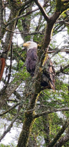 A bald eagle perched in a tree. by Chasing the Sun Vacations